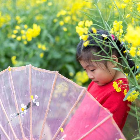 春天里的油菜花