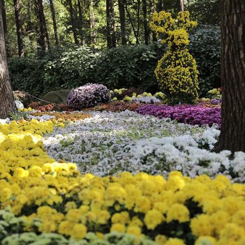 尤溪紫阳诗社的诗友同题《咏菊》