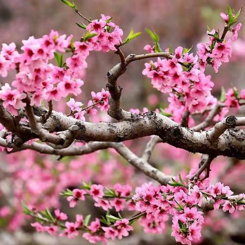 带你到元龙赏桃花