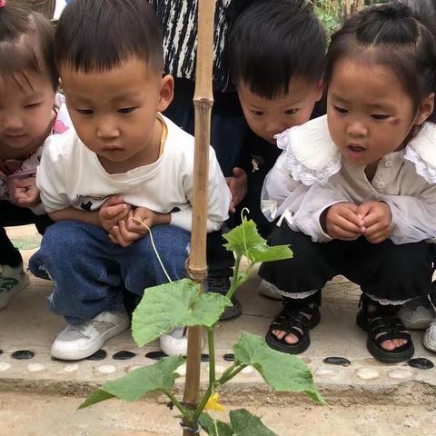 【生成课程】“瓜趣横生”——县直机关杜康路幼儿园小一班实践活动