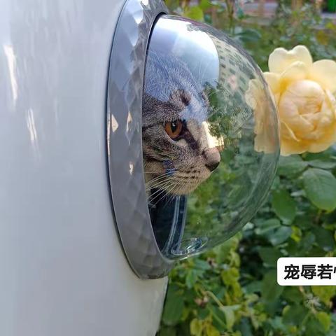 宠猫记