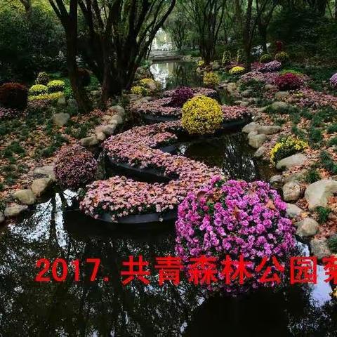 2017.共青森林公园菊展