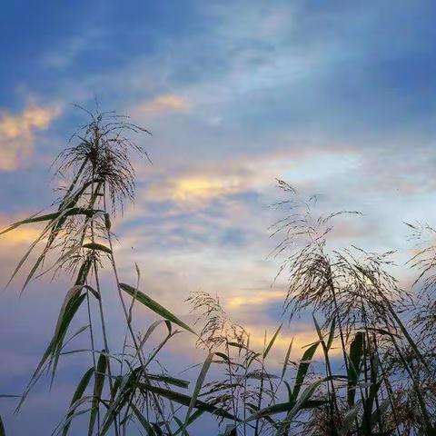 花特写摄影圈摄影月赛（十月）