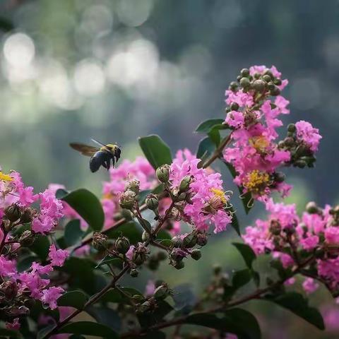 紫薇花开