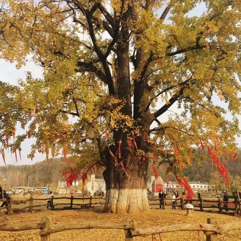 随州千年银杏谷，醉在你的夕阳里！