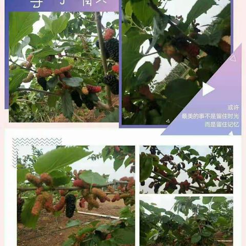 清明假期，你们想不到去哪里浪？那就来红彤彤生态采摘园吧！