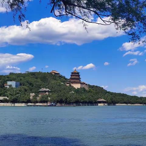 “绿色古董”颐和园的老柳树