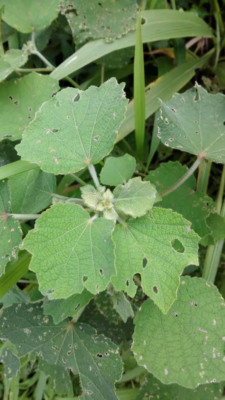 草药外敷,治疗脚踝扭伤,手腕扭伤,腱鞘炎,腱鞘囊肿