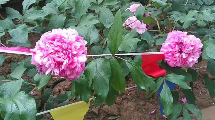 牡丹瓷器洛阳价格表