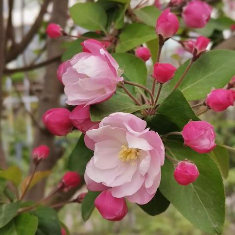 清明时节