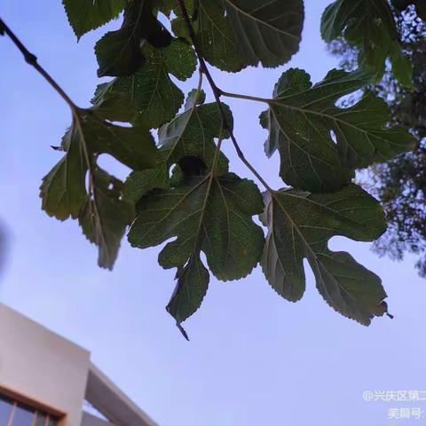 【兴庆区22幼线上教学第24期】健康居家，“疫”起成长