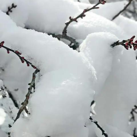 踏雪寻梅