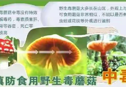 河西幼儿园禁止采摘食用野生菌告家长书