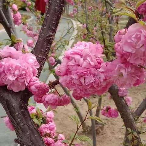 只有《勤学苦练》才能达到预想的结果