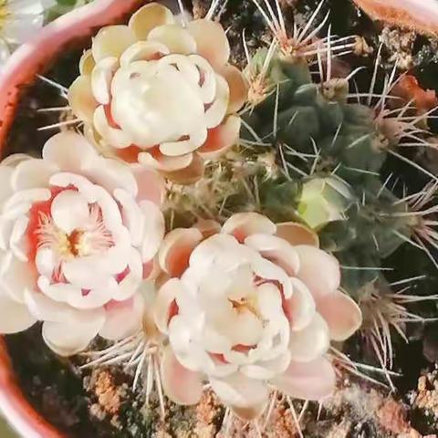 公司的花草世界