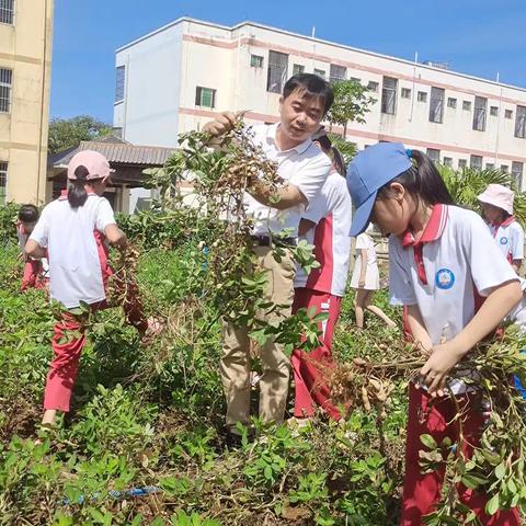 劳动实践活动收花生