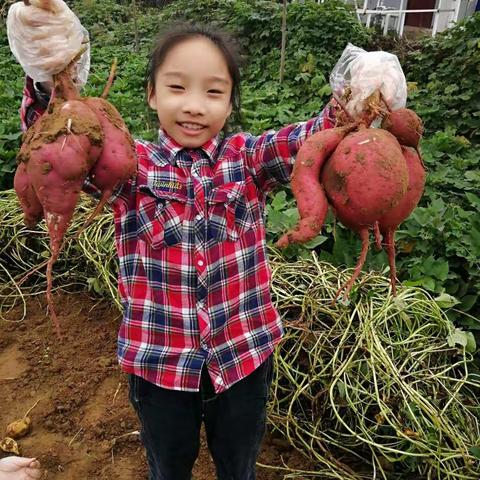 许昌实验小学铁西校区三一中队庞雯硕之“走进菜园，感受秋天”