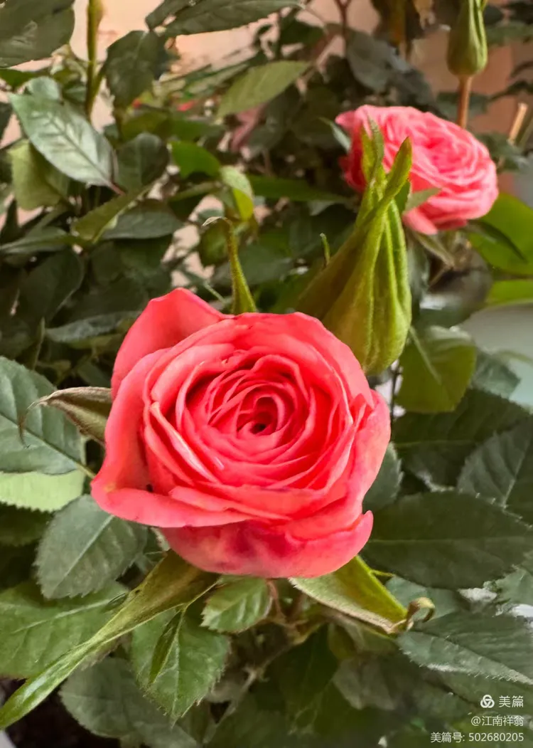 献给护花爱花的美友们