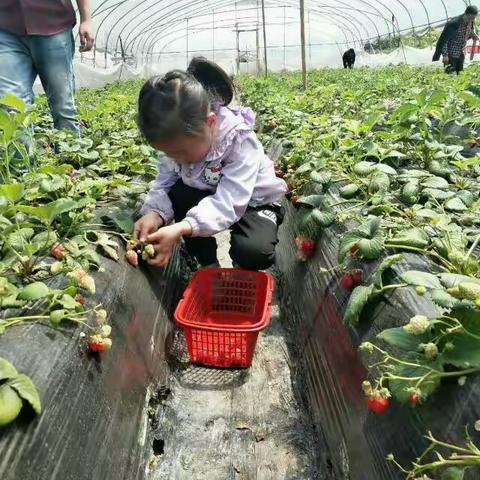 爱护花草在行动