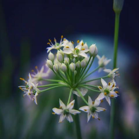 屋顶的小花