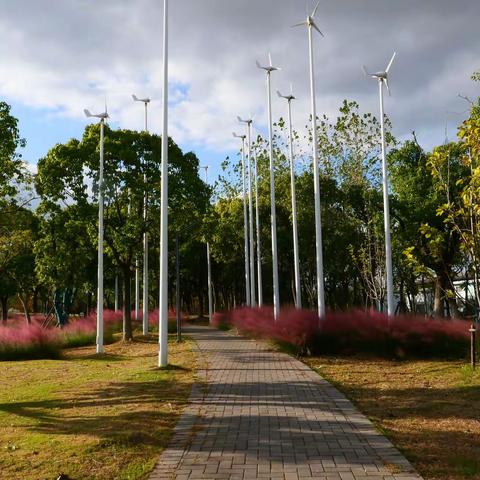 临港的秋色很迷人