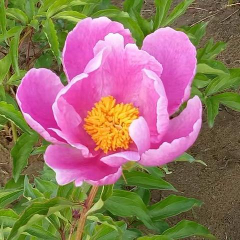 三四中队游牡丹节