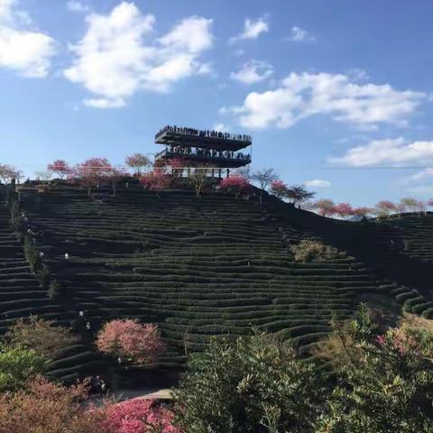 永福赏樱游记（下）