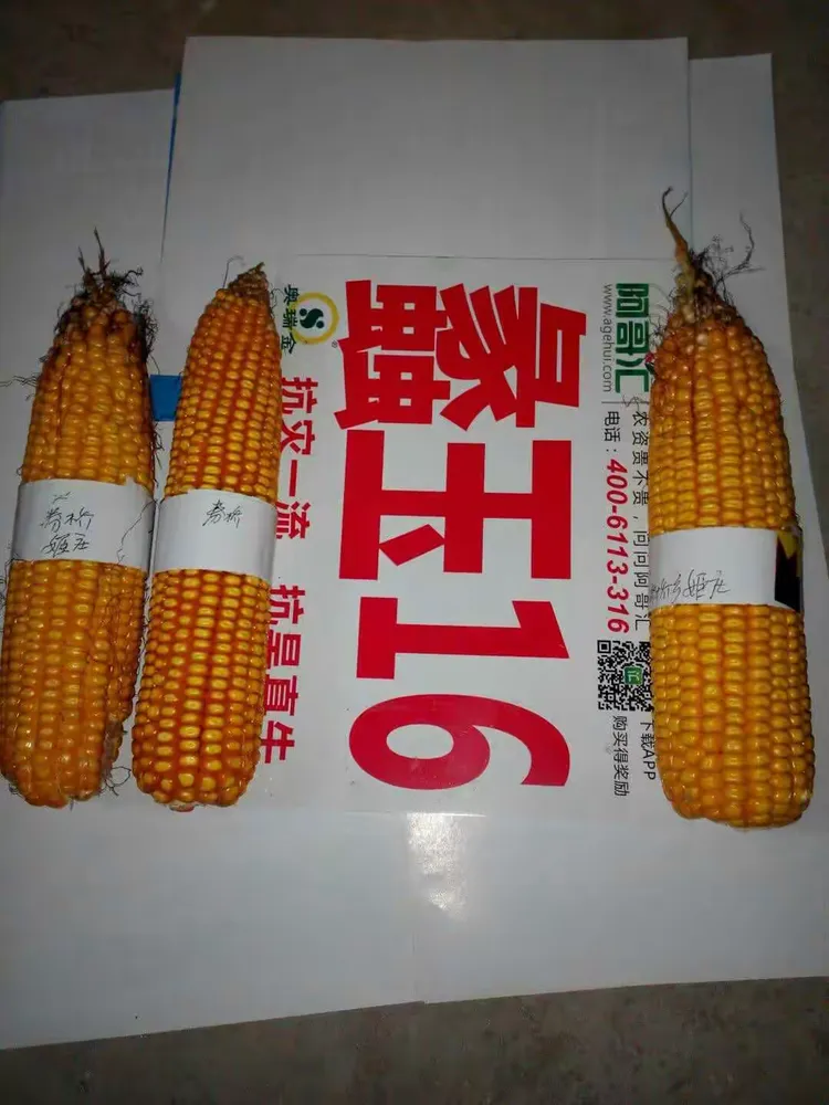 玉米之王一一蠡玉16