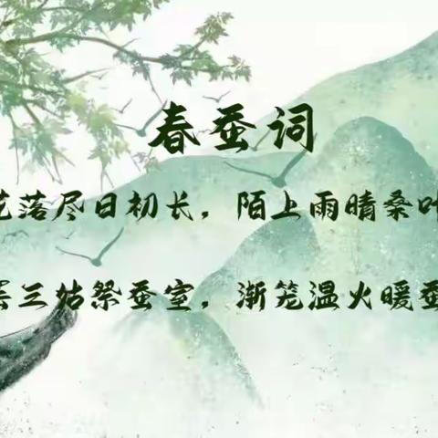 春蚕见古-我的养蚕日记