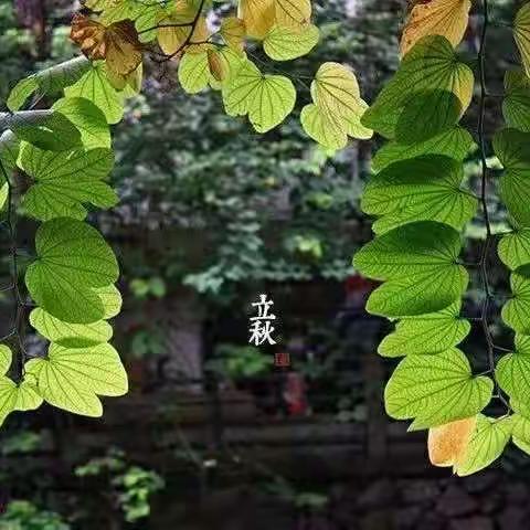 《立秋》