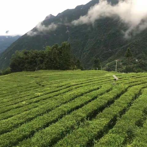 实验小学二年级二班邓仕炎美丽的家乡风景