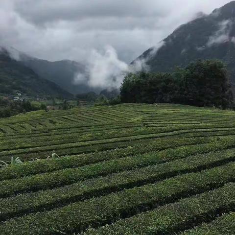 邓仕炎的美丽家乡猪耳河村——富硒茶叶基地，以出产茶而闻名。