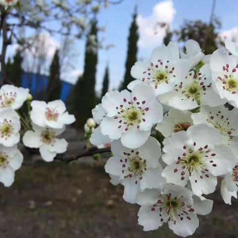 梨花又开放