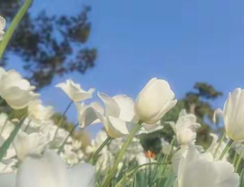 【最美人间四月天】西湖区开展人文关怀（心理疏导）抗疫工作纪实（五）——街道（镇）篇