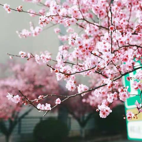 时光不语，静待花开。