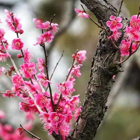 百花齐放迎新春