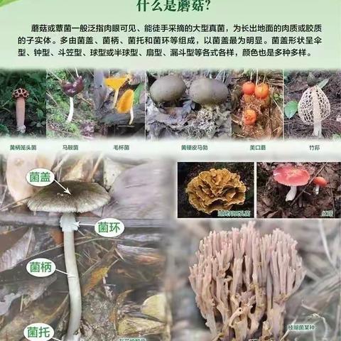 红五星幼儿园         谨慎食用野生菌-预防野生菌中毒