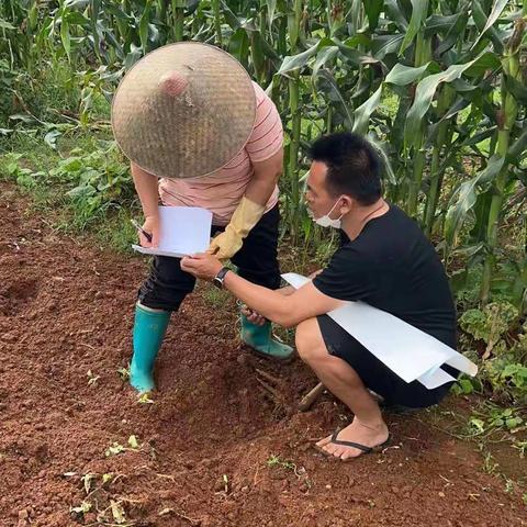 晋美社区开展非法种植制毒原植物踏查铲除排查工作