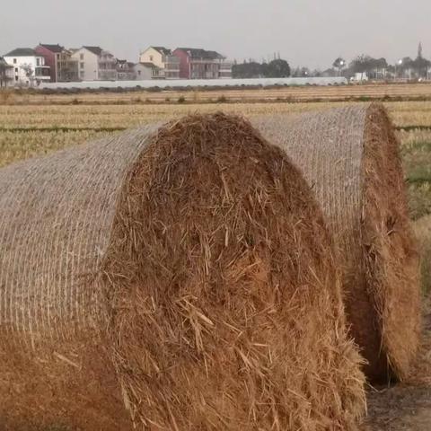 江南的秋色（嘉善篇）