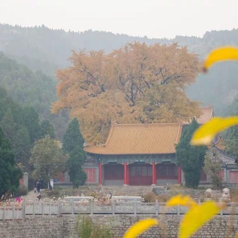 淌豆寺   古银杏树