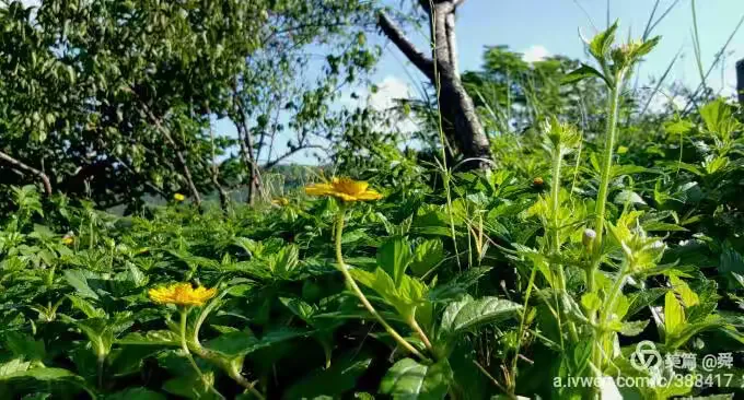 红花紫薇树什么时候移栽最好