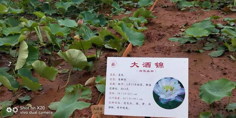 荷花酒谁家正宗的