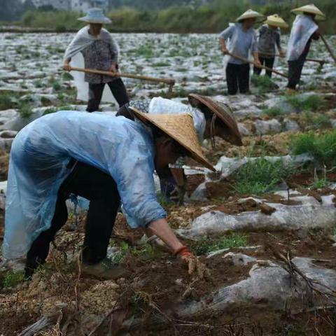 蜂岩龙井:“夏秋决战”种出来的致富路