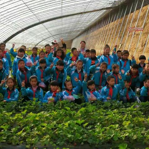 安肃镇西张丰小学------触摸春天·踏青采摘