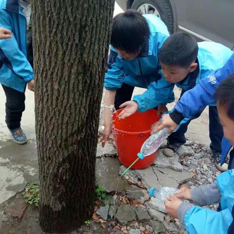 龙王镇长岗小学:枯树逢春，学生互树共成长