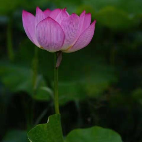 映日荷花别样红⋯部分会员作品集锦