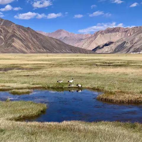 花甲“玩童”挑战新藏线（八）