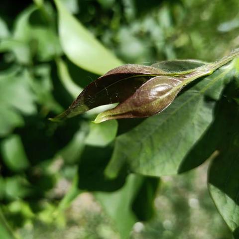 2018年潘硕硕观察树叶的成长过程