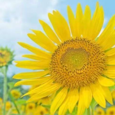 “精品课堂展风采，示范引领促提升”青年教师展示课活动圆满结束——九台区第三十一中学