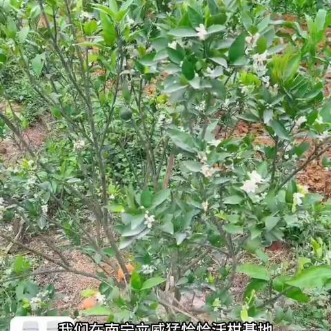 柑橘蓟马效果佳，库治马®效果顶呱呱